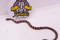 Serpiente-del-maiz-nominal-Hembra-17122043-1