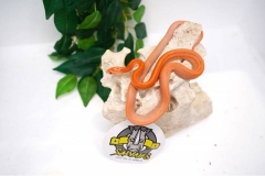 elaphe-guttata-mandarin-stripe-macho-09122008