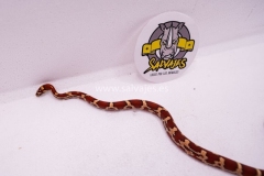 serpiente-del-maiz-amel-boodred-x-hypo