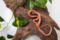 serpiente-del-maiz-amelanistica-elaphe-guttata-