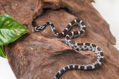 serpiente-del-maiz-baby-anery
