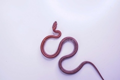 serpiente-del-maiz-butter-mandarine-stripe-macho-09122006