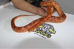 serpiente-del-maiz-reproductor-hembra