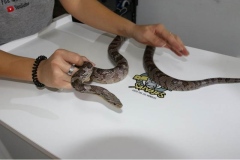 serpiente-del-maiz-reproductor-macho