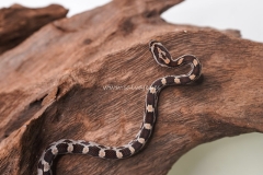 serpiente-del-maiz-toffe-elaphe-guttata