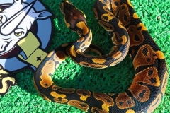 725